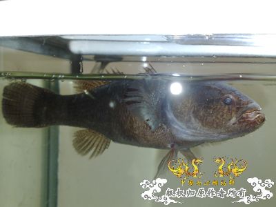 请问这条圆滚滚黑乎乎的鱼是什么鱼呀？
