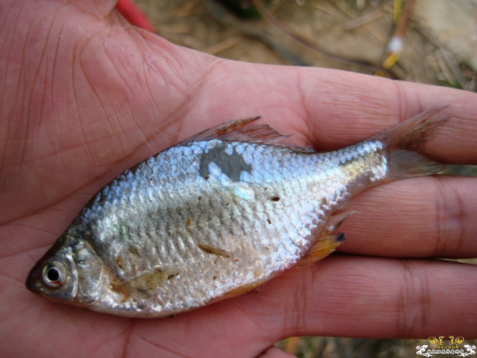 [求助]什么旁皮????