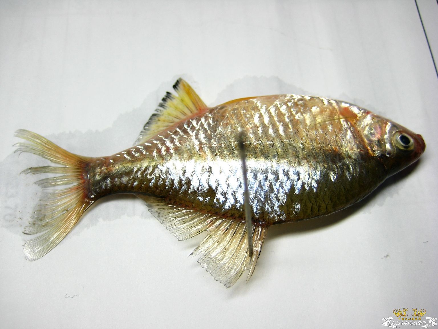 [求助]什么旁皮????