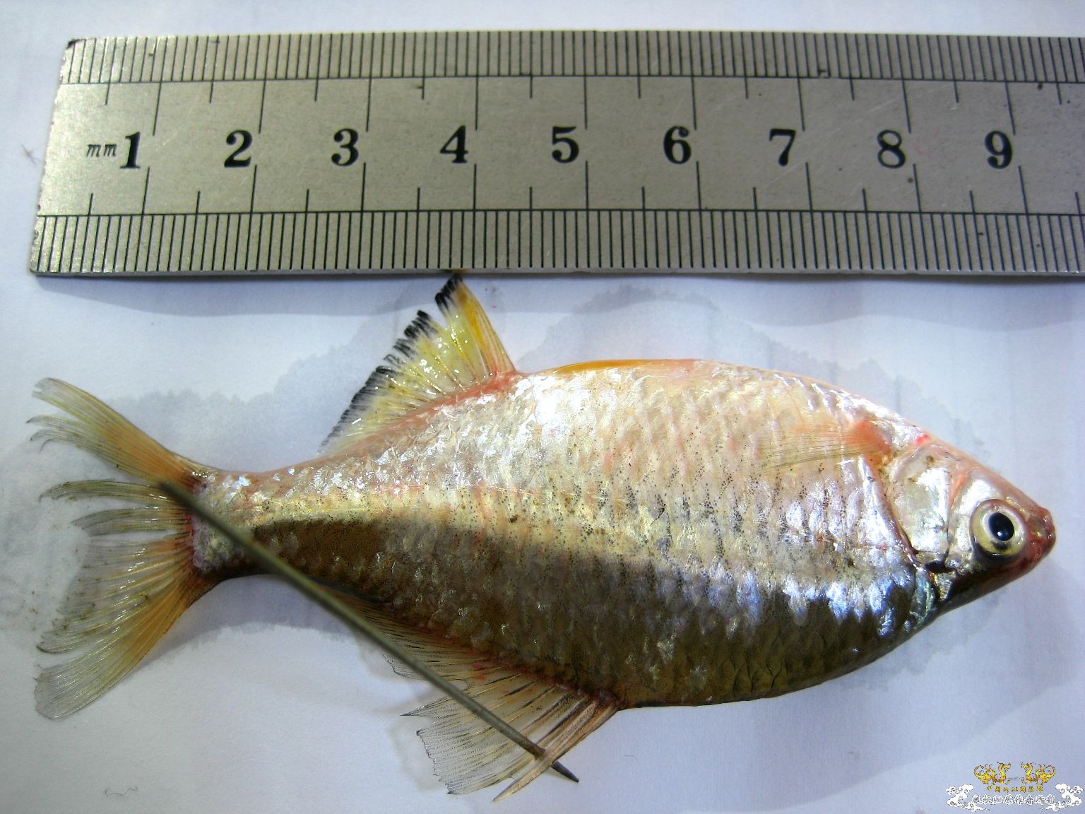 [求助]什么旁皮????