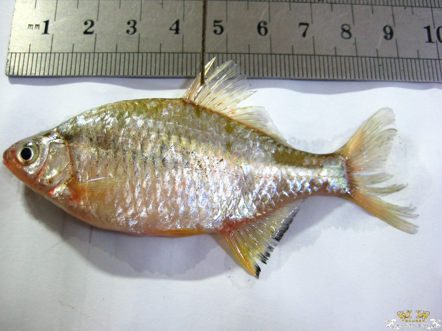 [求助]什么旁皮????