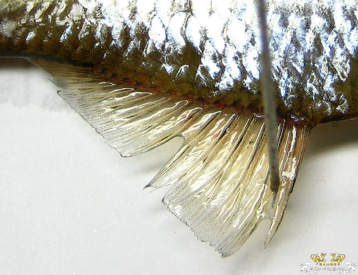 [求助]什么旁皮????