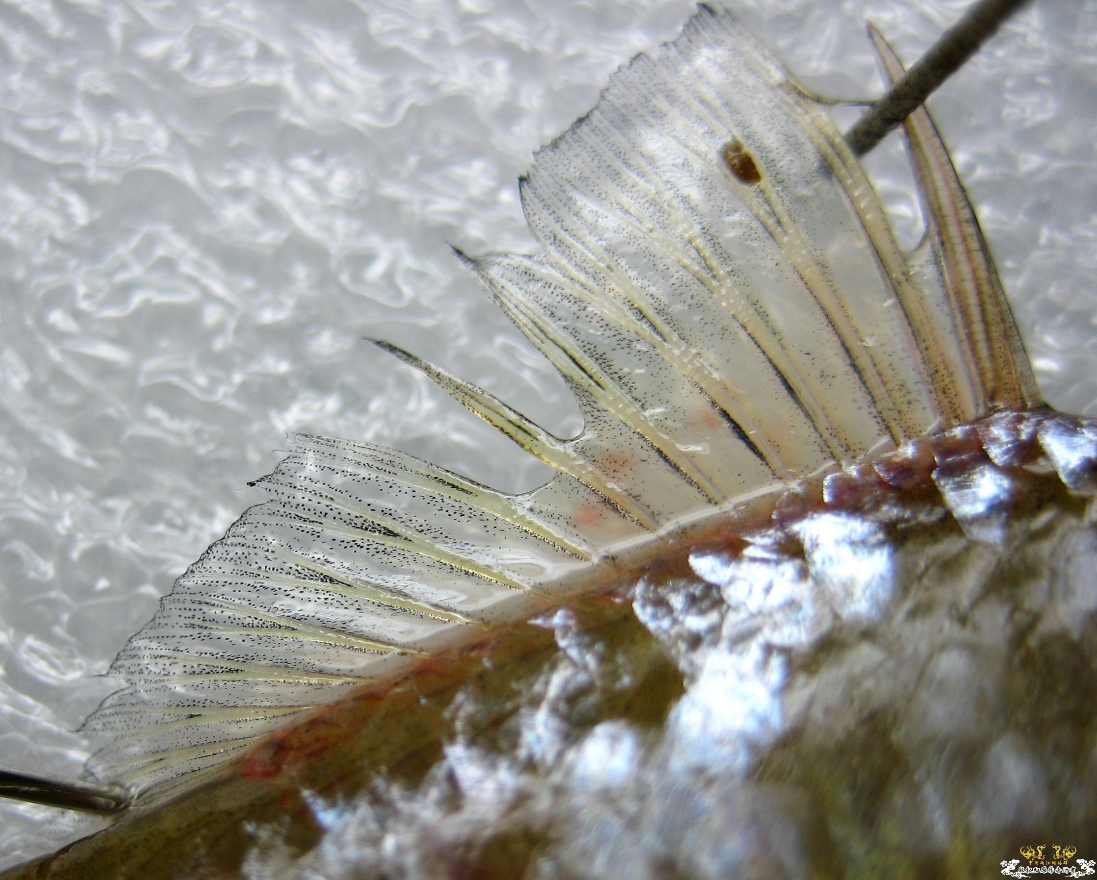 [求助]什么旁皮????