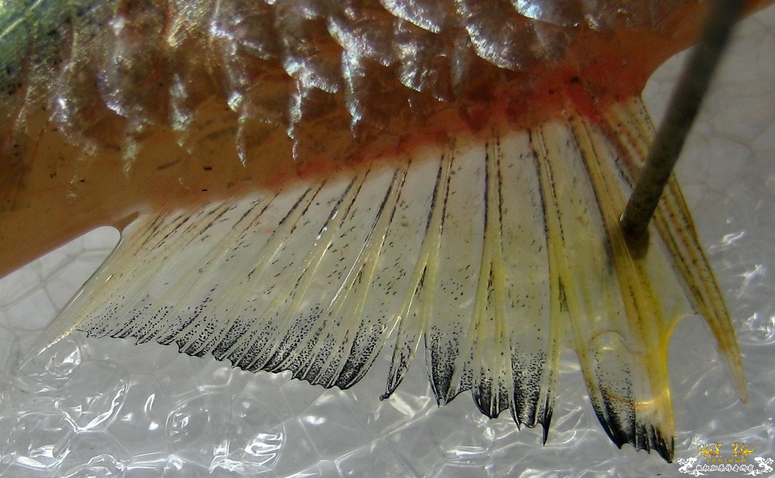 [求助]什么旁皮????