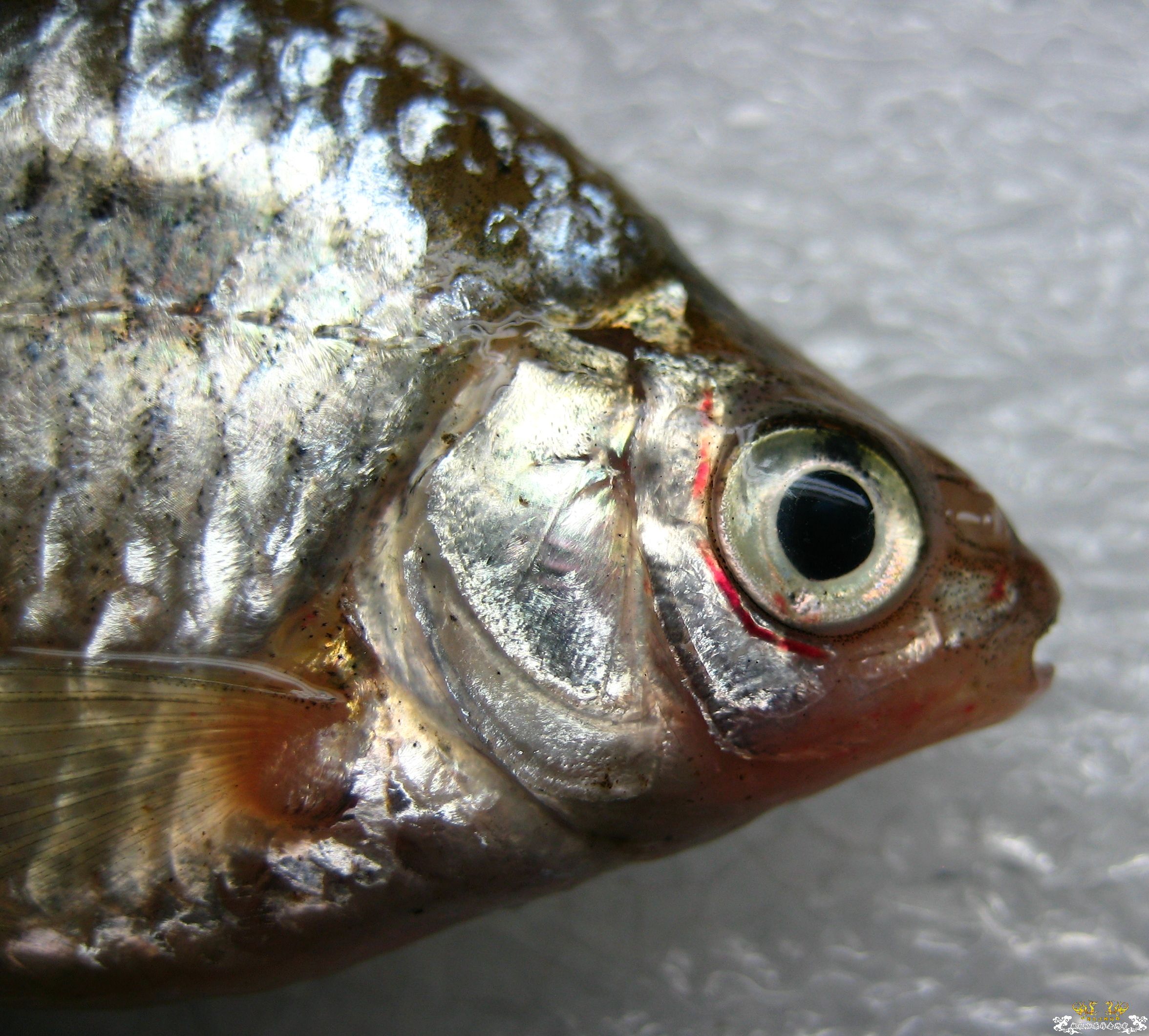 [求助]什么旁皮之二？？？？？？？？