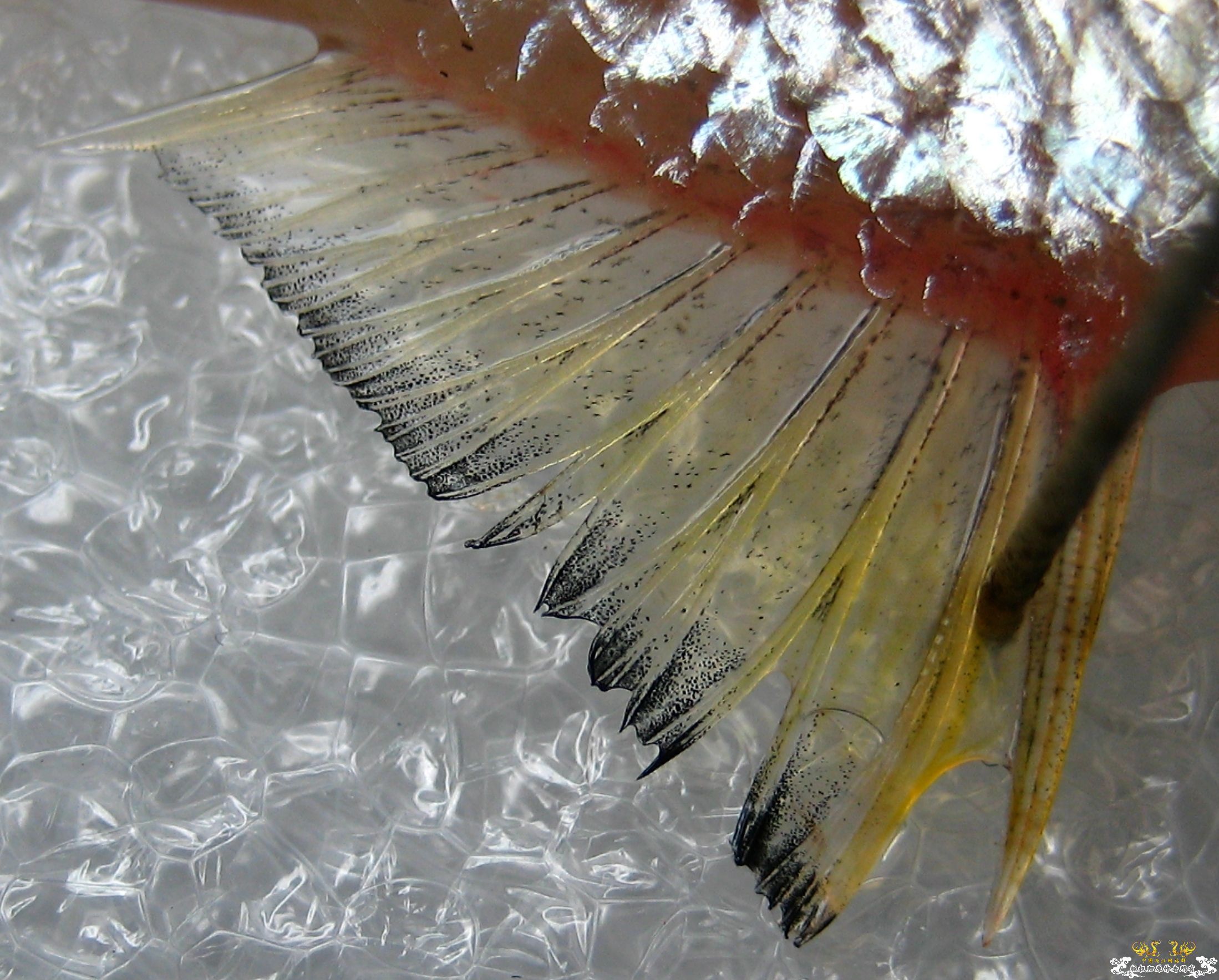 [求助]什么旁皮????