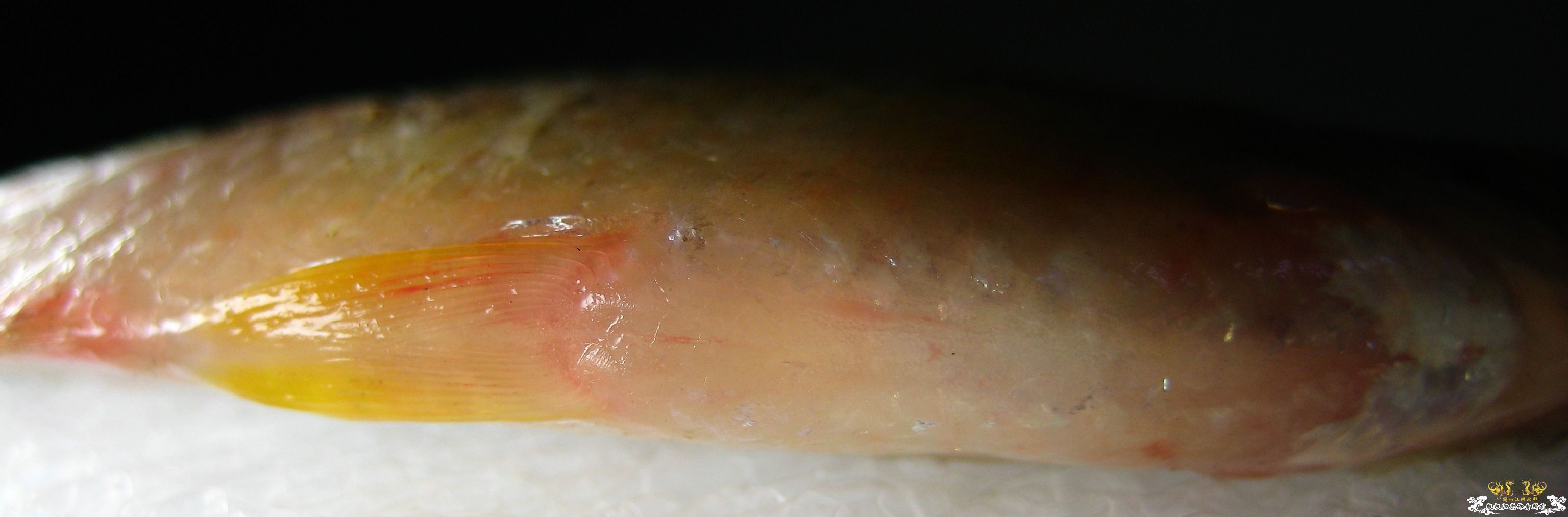 [求助]什么旁皮????