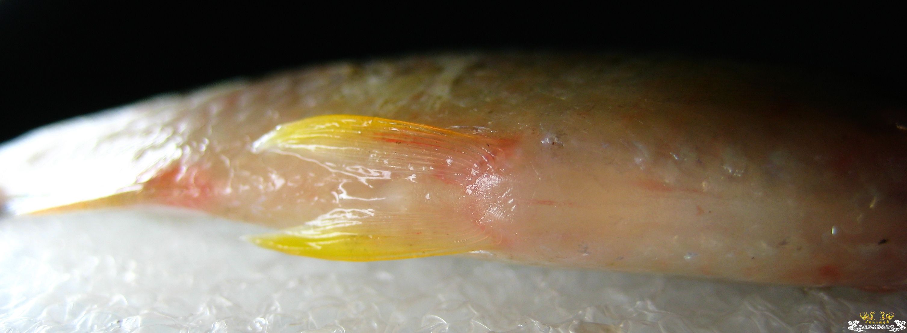 [求助]什么旁皮????