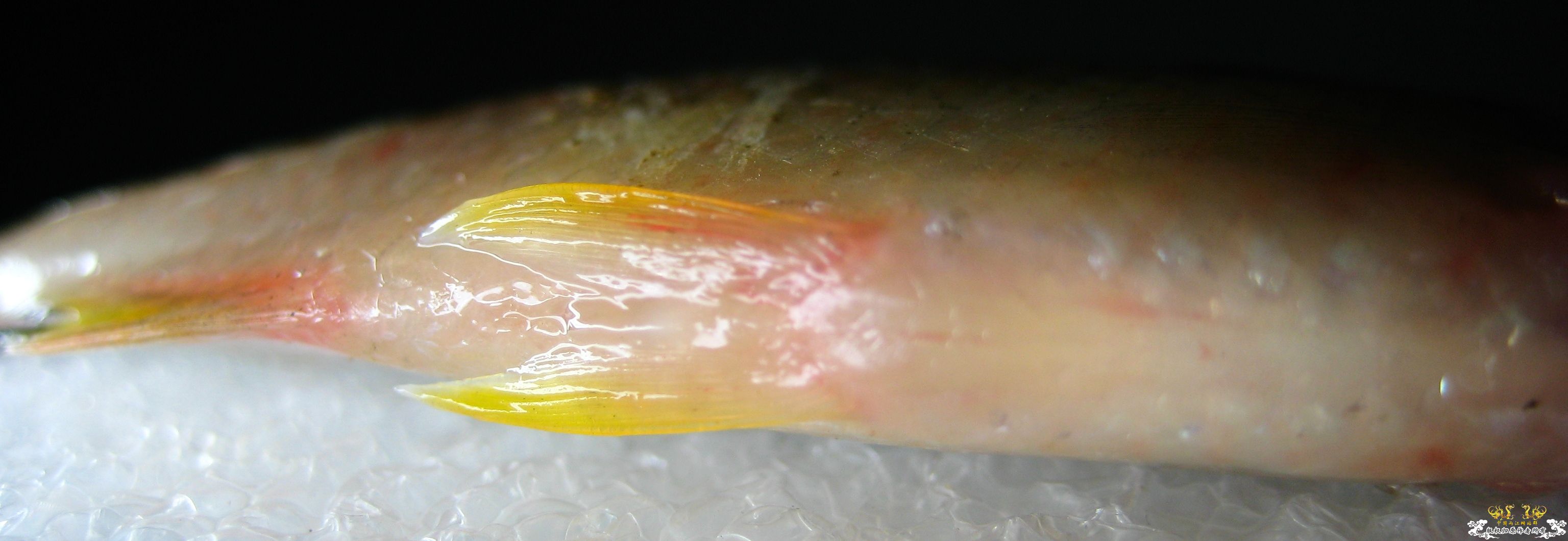 [求助]什么旁皮????