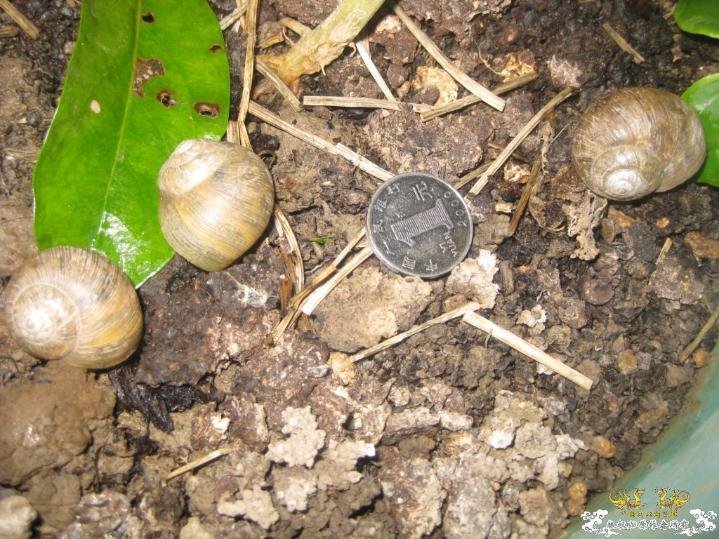 大蜗牛