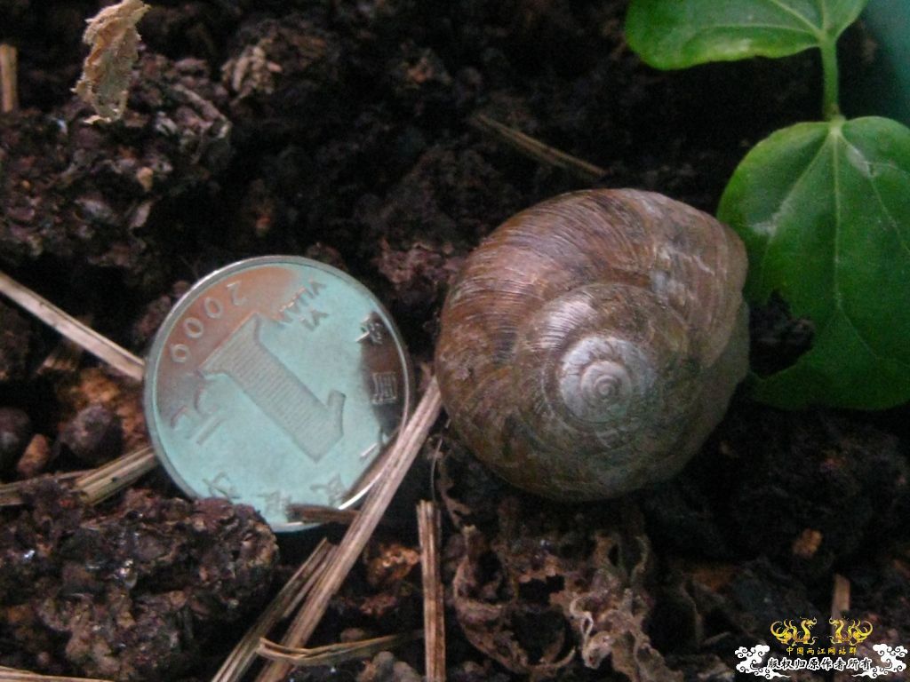 大蜗牛