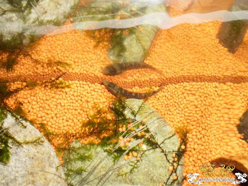 +++++++++++++++认虎+++++++++++++++++