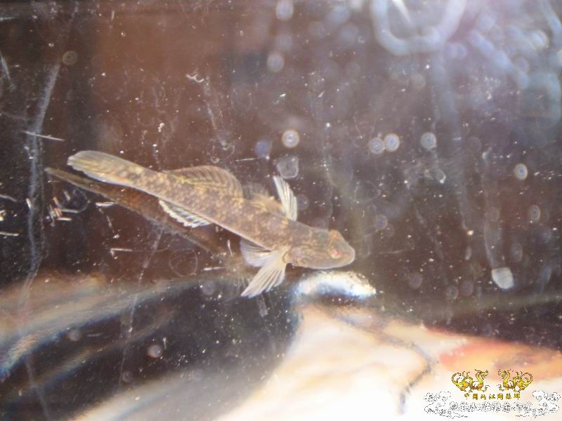 +++++++++++++++认虎+++++++++++++++++