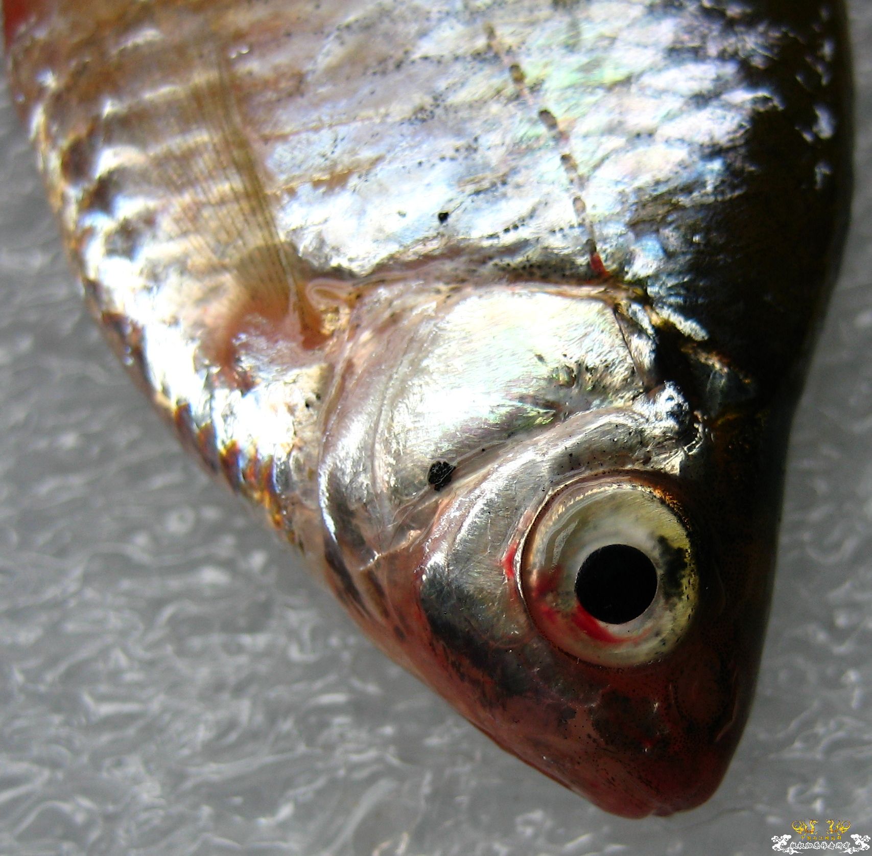 [求助]什么旁皮????