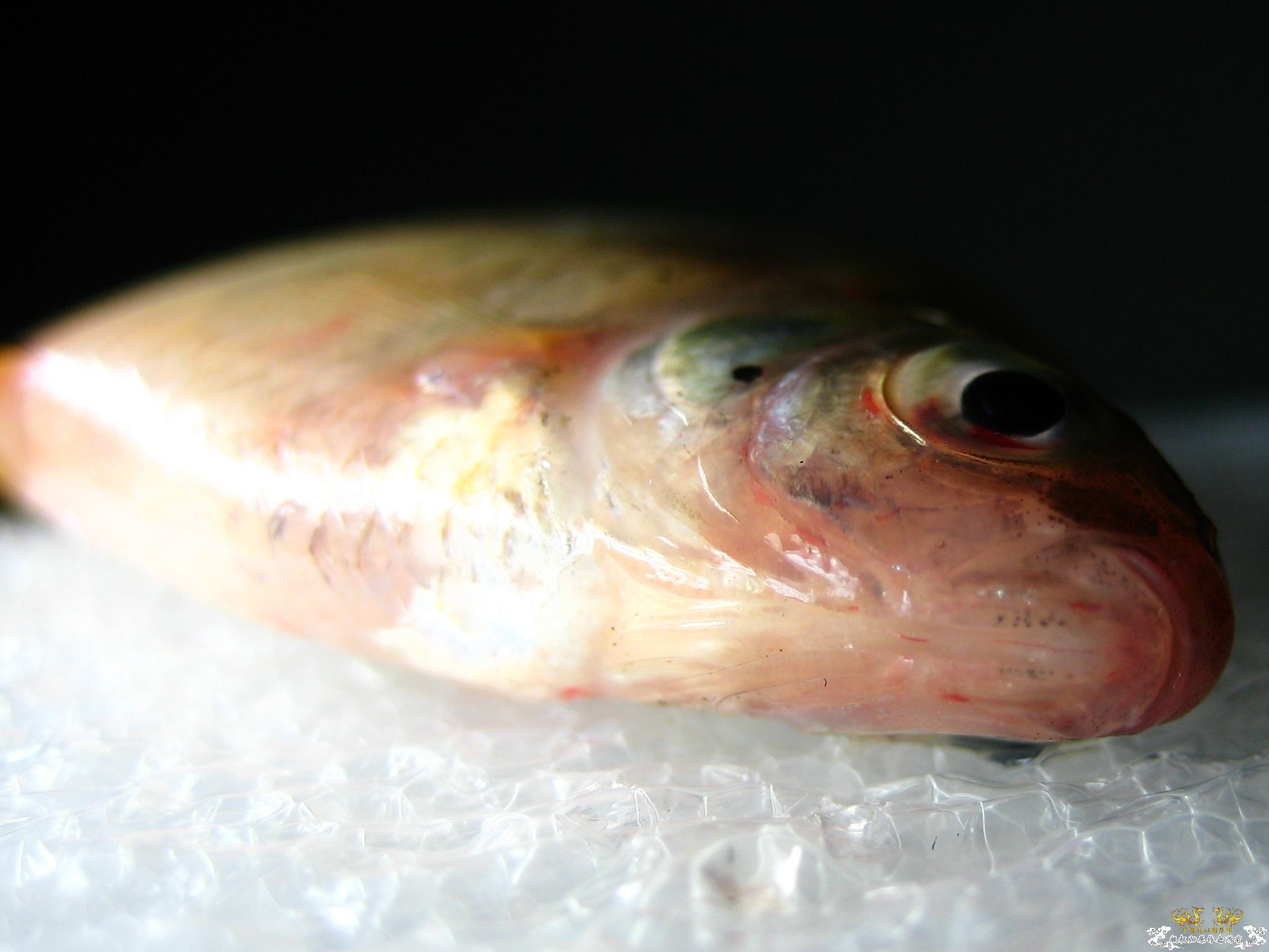 [求助]什么旁皮????