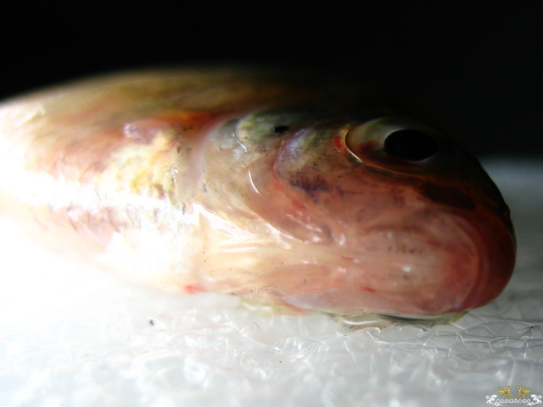 [求助]什么旁皮????