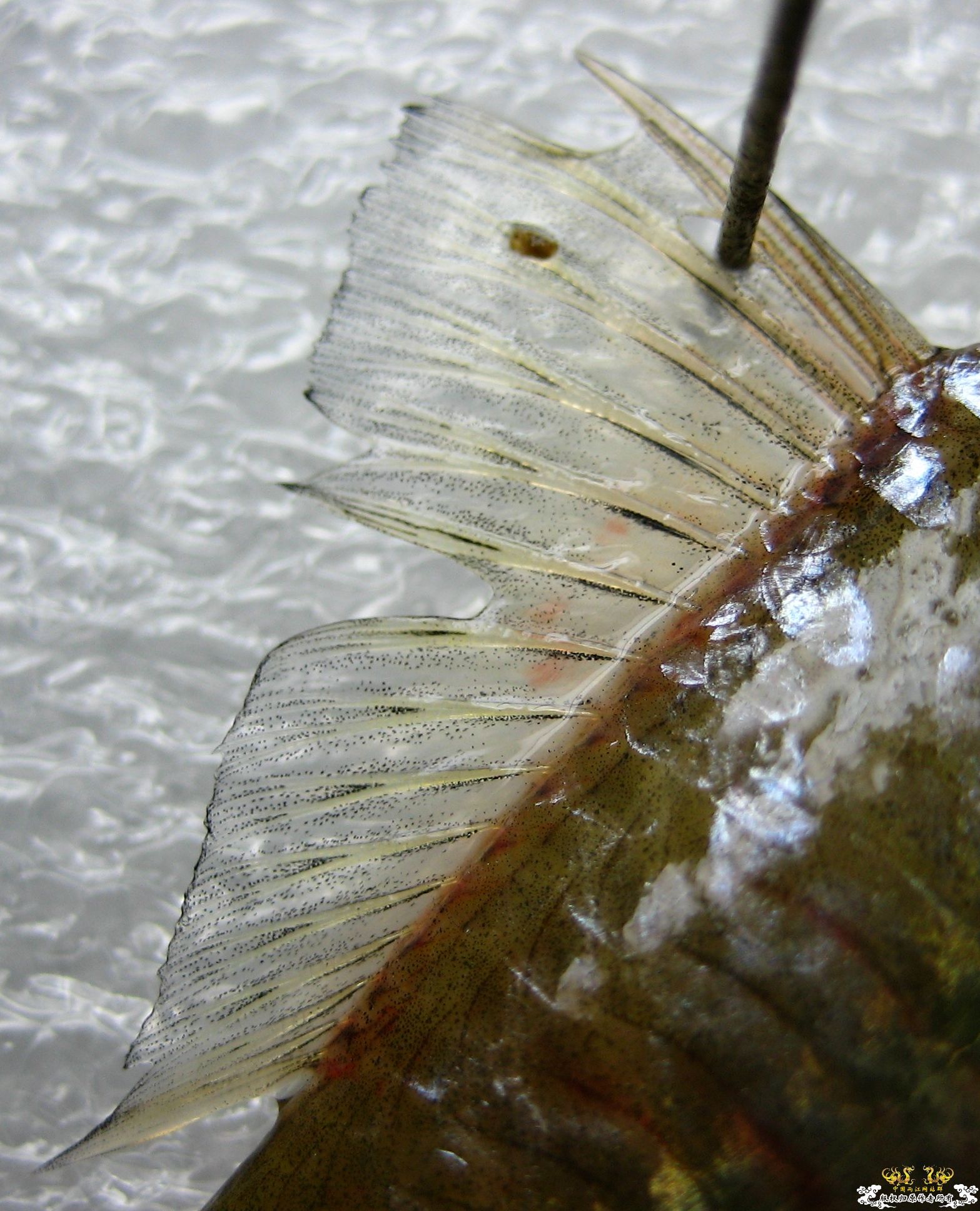 [求助]什么旁皮????