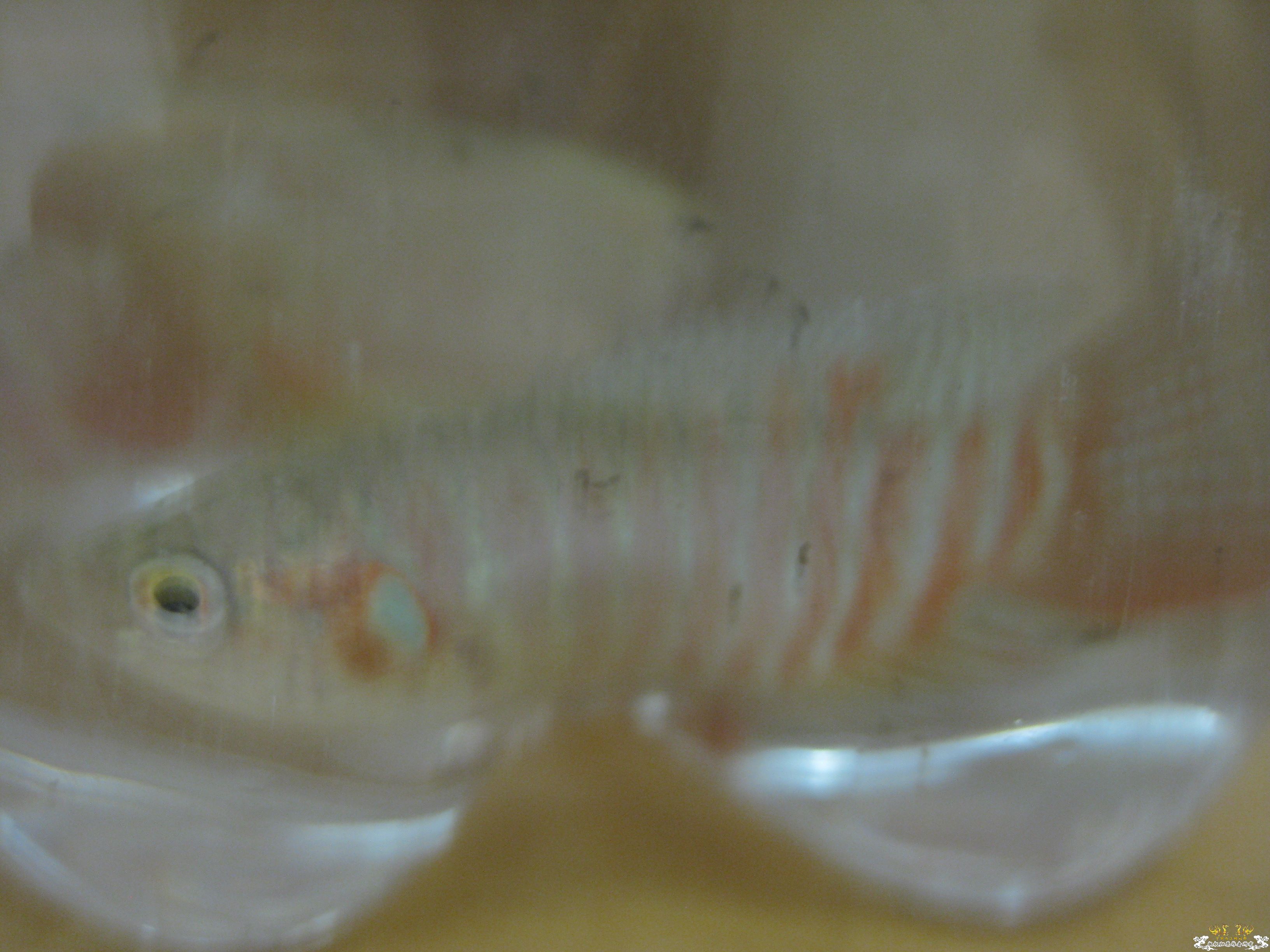 在临时住所的斗