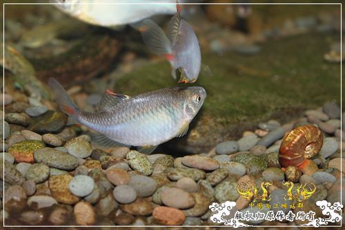 彩石的斗争