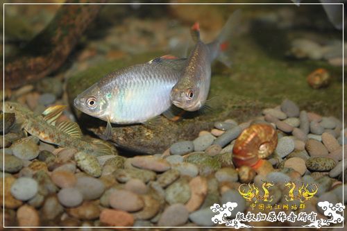 彩石的斗争