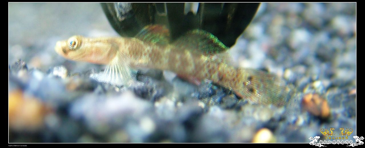 是雀斑吗？？？？