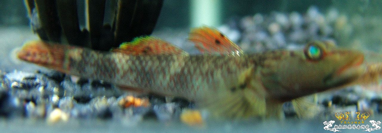 是雀斑吗？？？？