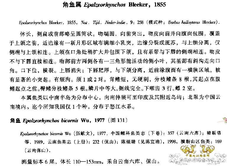 角鱼真的只在怒江分布吗？
