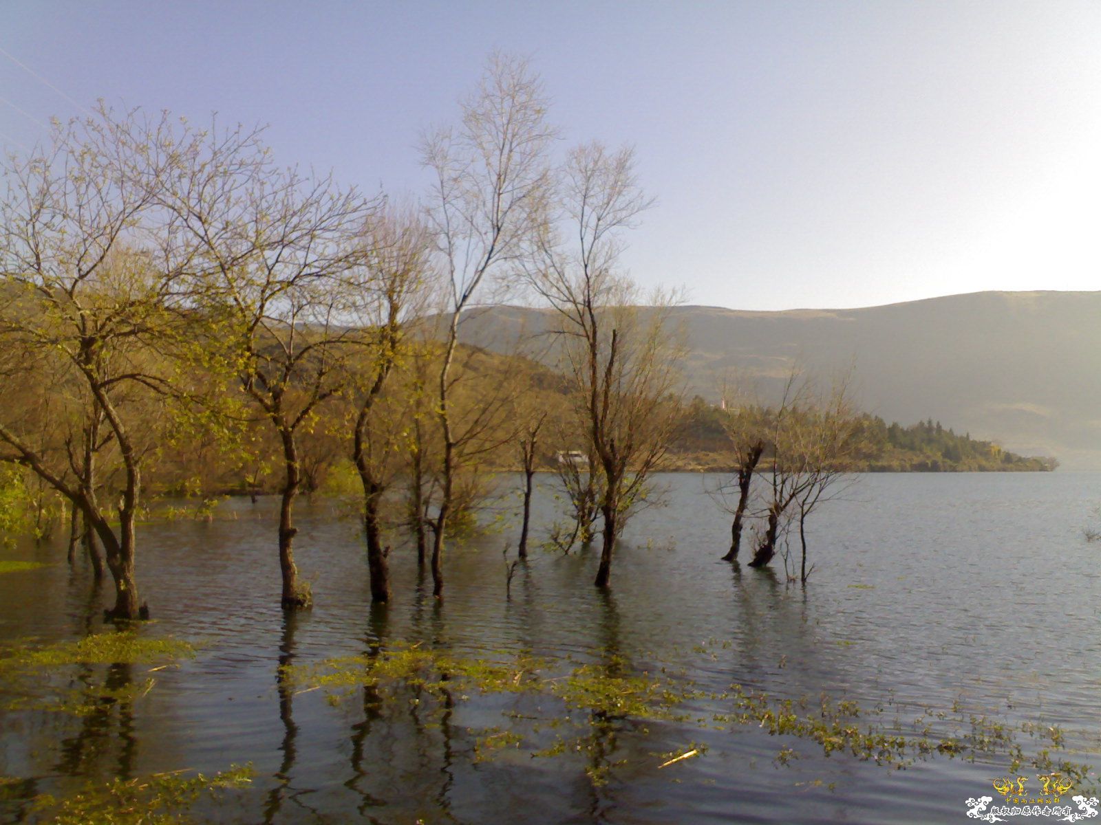 真正的宝贝，如假包换的洱海裂腹