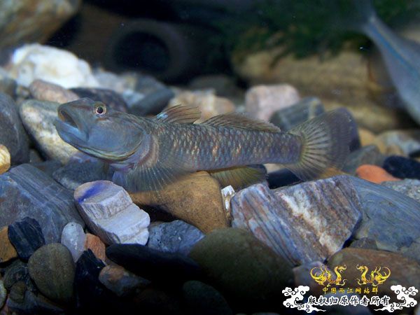 新得到的鱼，嘿嘿(有图了)