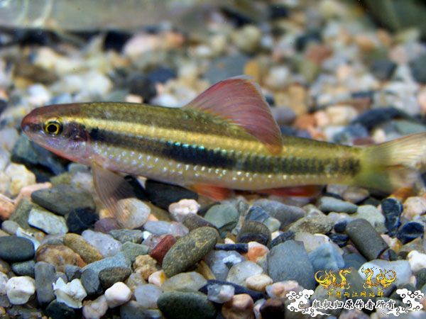 新得到的鱼，嘿嘿(有图了)