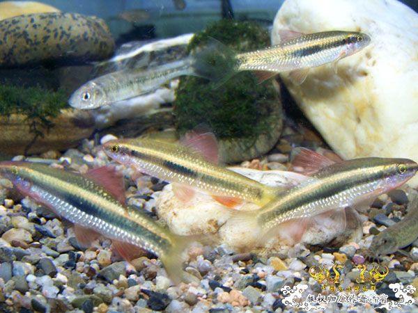 新得到的鱼，嘿嘿(有图了)