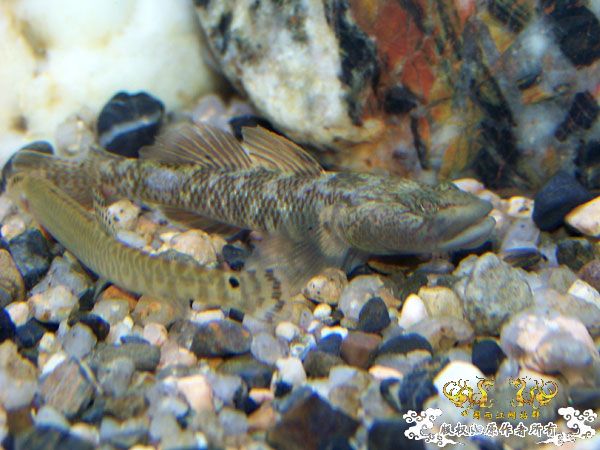 新得到的鱼，嘿嘿(有图了)