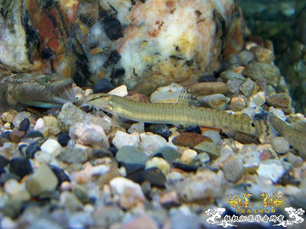 新得到的鱼，嘿嘿(有图了)