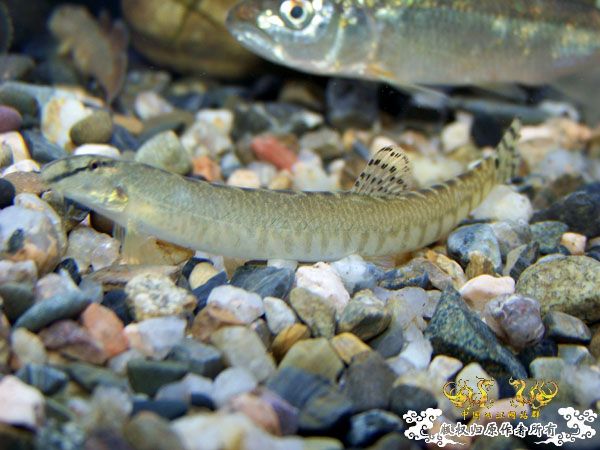 新得到的鱼，嘿嘿(有图了)