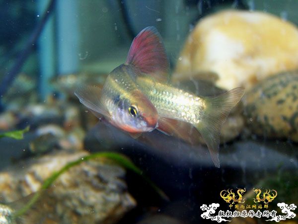 新得到的鱼，嘿嘿(有图了)