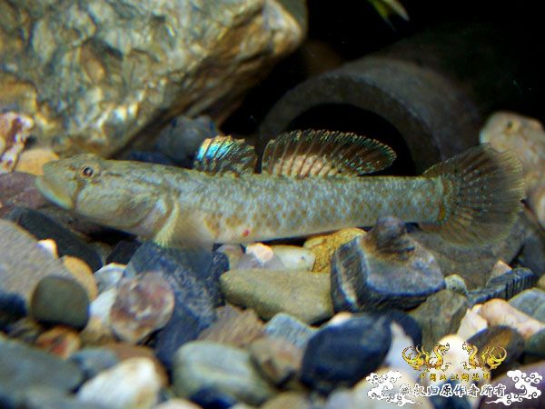 新得到的鱼，嘿嘿(有图了)