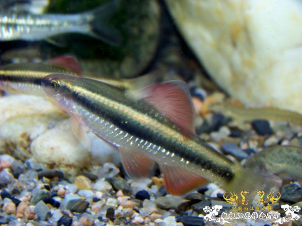 新得到的鱼，嘿嘿(有图了)