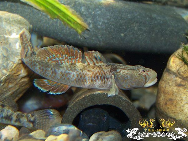 新得到的鱼，嘿嘿(有图了)