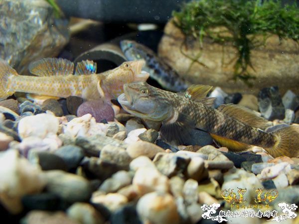 新得到的鱼，嘿嘿(有图了)