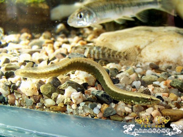 新得到的鱼，嘿嘿(有图了)