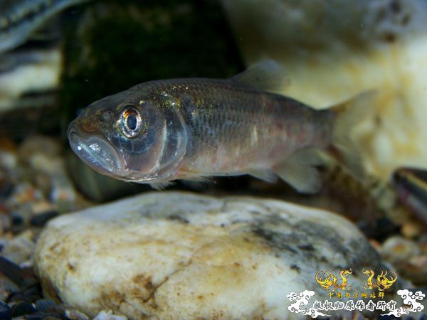 新得到的鱼，嘿嘿(有图了)