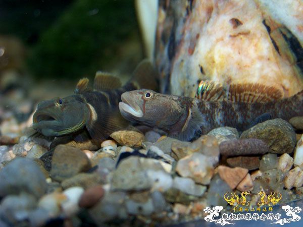 新得到的鱼，嘿嘿(有图了)