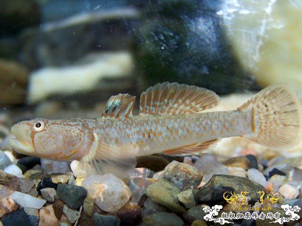 新得到的鱼，嘿嘿(有图了)