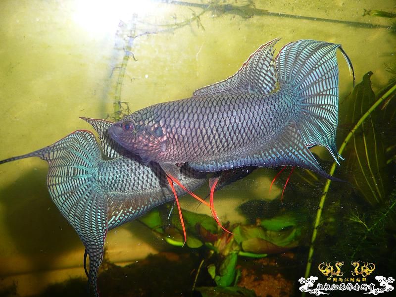 [贴图]三国混战