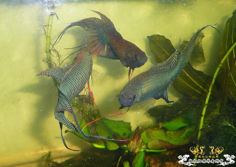 [贴图]三国混战