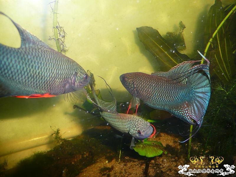 [贴图]三国混战