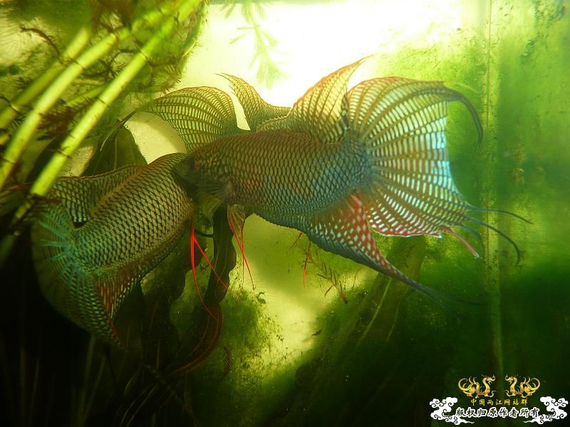 [贴图]三国混战