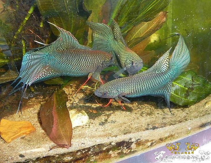 [贴图]三国混战