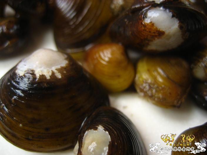 哈哈------小河蚌！