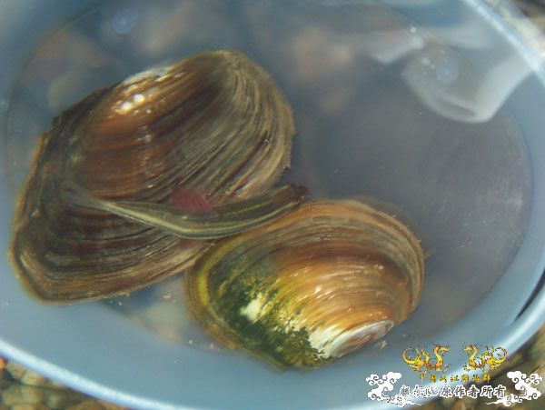 哈哈------小河蚌！